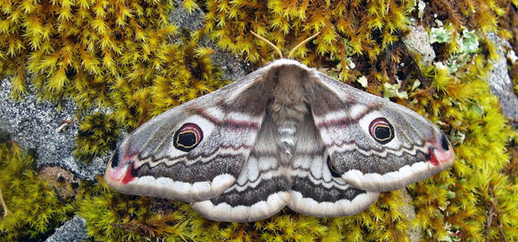 Emperor moth