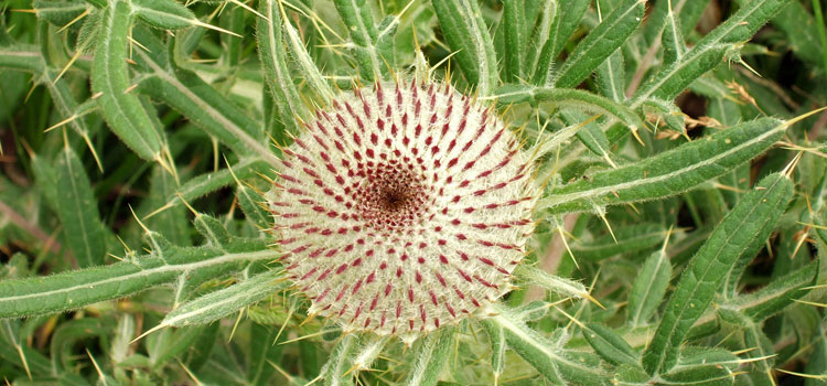 Woolly Thistle