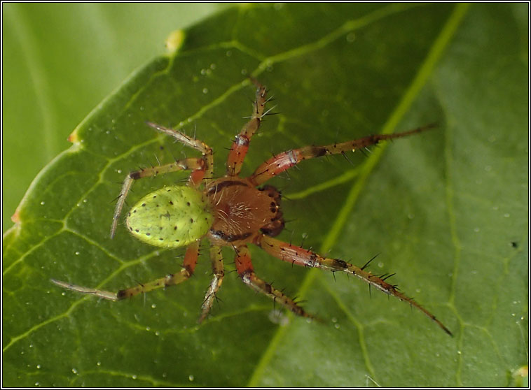 Araniella cucurbitina sens lat, Cucumber Green Orb Spider
