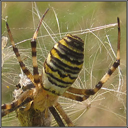 Argiope bruennichi, Wasp Spider