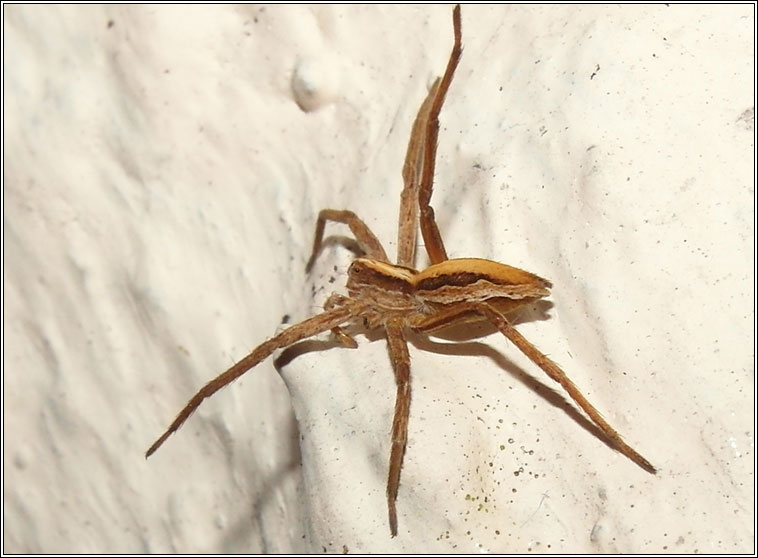 Pisaura mirabilis, Nursery Web Spider