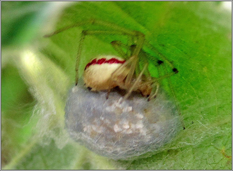 Enoplognatha ovata, Comb-footed spider (redimita form)