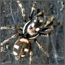Salticus scenicus, Zebra Spider