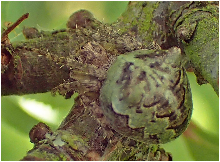 Gibbaranea gibbosa