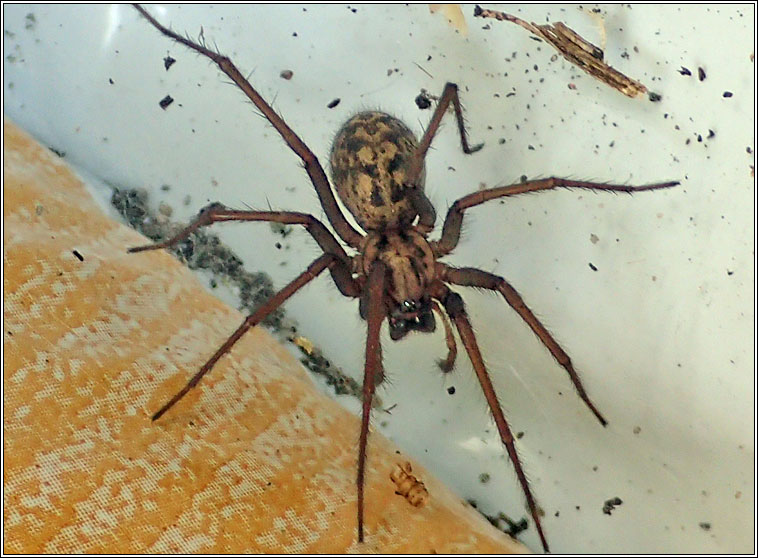 Eratigena duellica Q, Giant House Spider