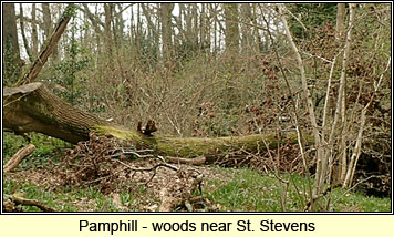 Pamphill woods