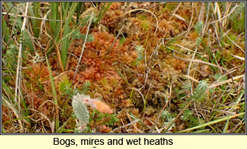 Bogs, mires and wet heaths