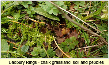 Badbury Rings, chalk grassland, soil and pebbles