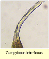 Campylopus introflexus
