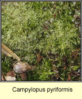 Campylopus pyriformis