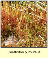 Ceratodon purpureus