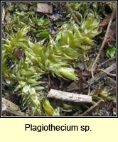 Plagiothecium sp