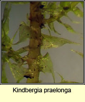 Kindbergia praelonga
