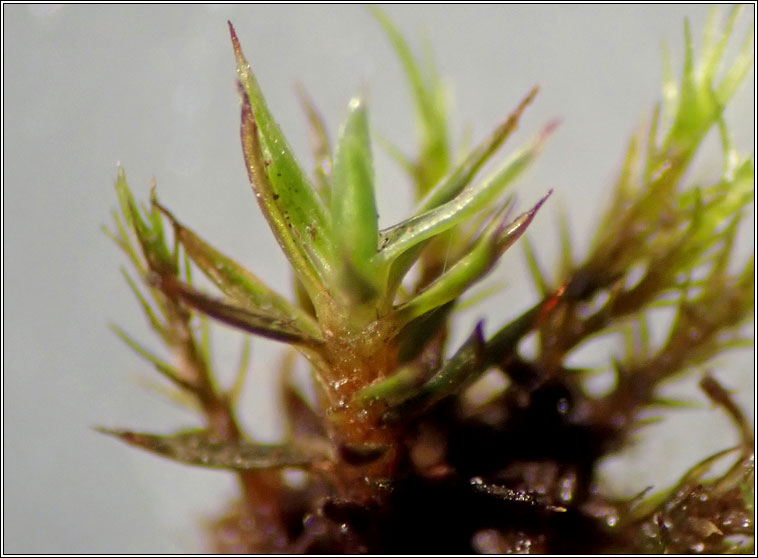 Bryoerythrophyllum recurvirostrum, Red Beard-moss