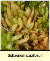 Sphagnum papillosum, Papillose Bog-moss