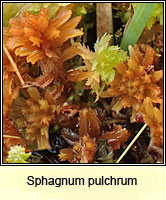 Sphagnum pulchrum, Golden Bog-moss