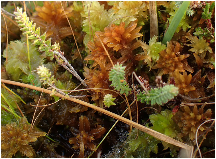 Sphagnum pulchrum, Golden Bog-moss