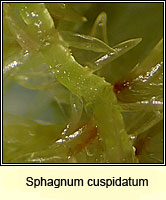Sphagnum cuspidatum, Feathery Bog-moss