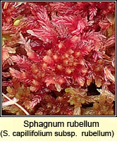 Sphagnum rubellum, Red Bog-moss