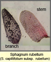 Sphagnum rubellum, Red Bog-moss