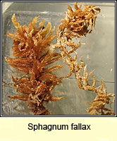 Sphagnum fallax, Flat-topped Bog-moss