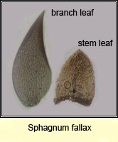 Sphagnum fallax, Flat-topped Bog-moss