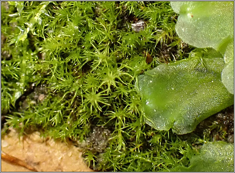 Dicranella schreberiana, Schreber's Forklet-moss