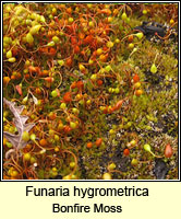 Funaria hygrometrica, Bonfire Moss