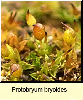 Protobryum bryoides, Tall Pottia