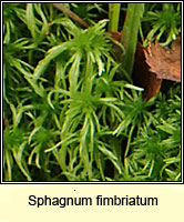 Sphagnum fimbriatum, Fringed Bog-moss
