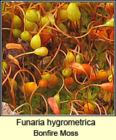 Funaria hygrometrica, Bonfire Moss