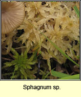 Sphagnum sp