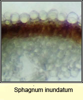 Sphagnum inundatum, Lesser Cow-horn Bog-moss