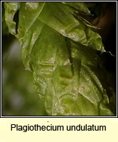 Plagiothecium undulatum, Waved Silk-moss
