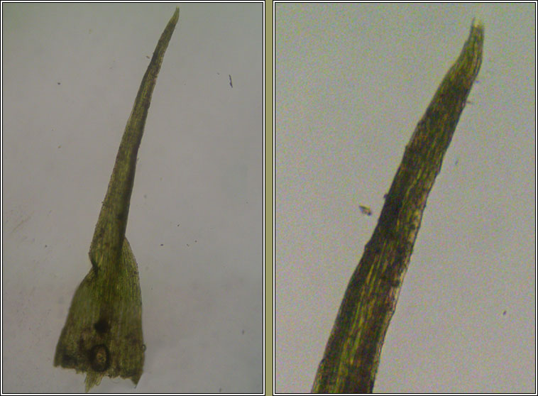 Pleuridium subulatum, Awl-leaved Earth-moss