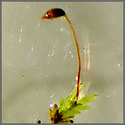 Fissidens incurvus, Short-leaved Pocket-moss
