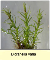 Dicranella varia, Variable Forklet-moss