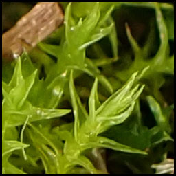 Pseudocrossidium hornschuchianum, Hornschuch's Beard-moss
