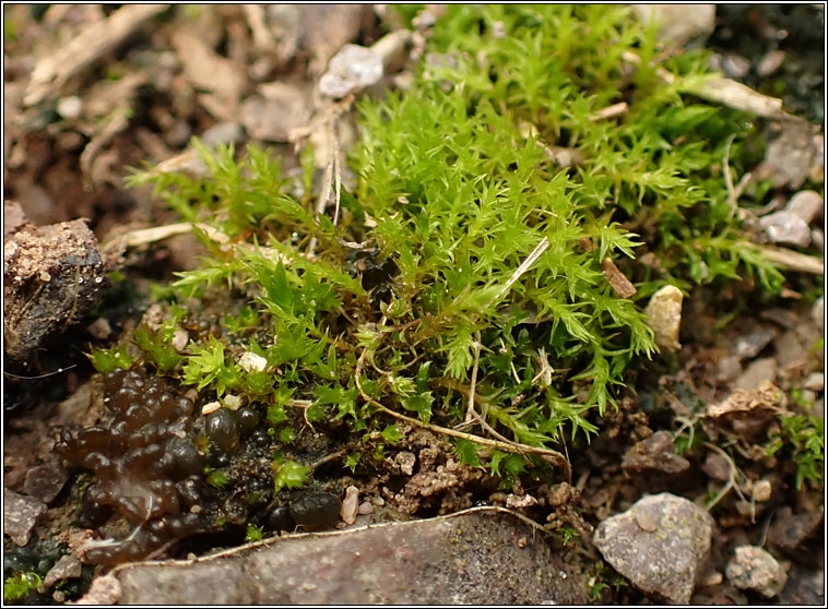 Pseudocrossidium hornschuchianum, Hornschuch's Beard-moss