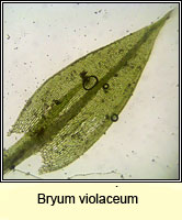 Bryum violaceum, Pill Bryum