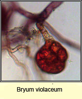 Bryum violaceum, Pill Bryum