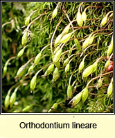 Orthodontium lineare, Cape Thread-moss