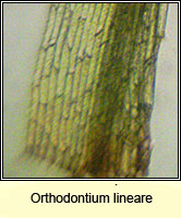 Orthodontium lineare, Cape Thread-moss
