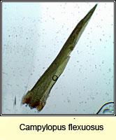 Campylopus flexuosus, Rusty Swan-neck Moss