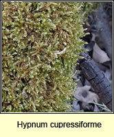 Hypnum cupressiforme
