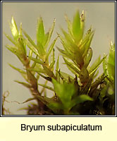 Bryum subapiculatum, Lesser Potato Bryum