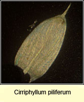 Cirriphyllum piliferum, Hair pointed Feather-moss
