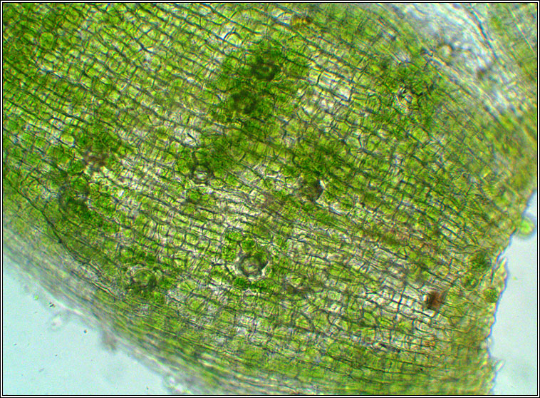 Orthotrichum tenellum, Slender Bristle-moss