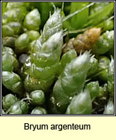 Bryum argenteum Silver-moss