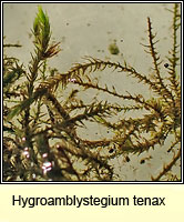 Hygroamblystegium tenax, Fountain Feather-moss